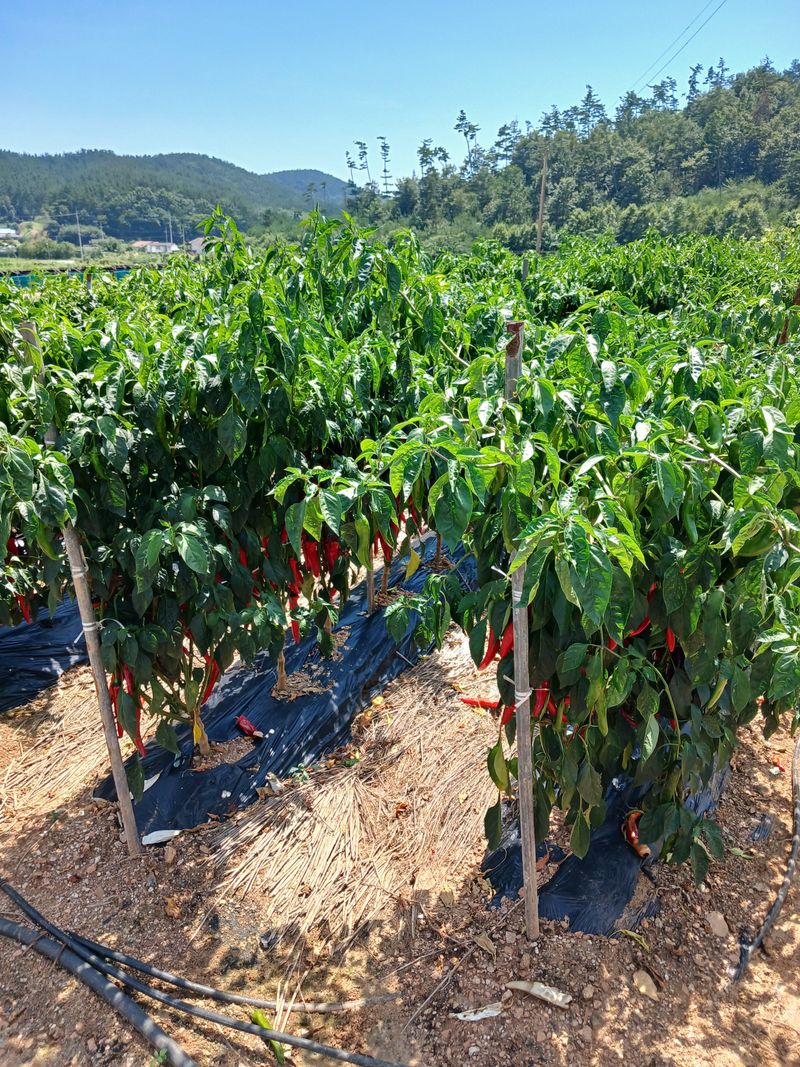 보미어르신님의 장터 판매 상품 [2023년태안해풍맞고자란반태양초햇고추가루 6키로예약받고있습니다.] 첨부 사진