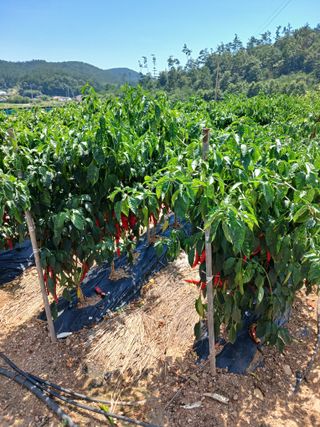 보미어르신님의 작성글 사진