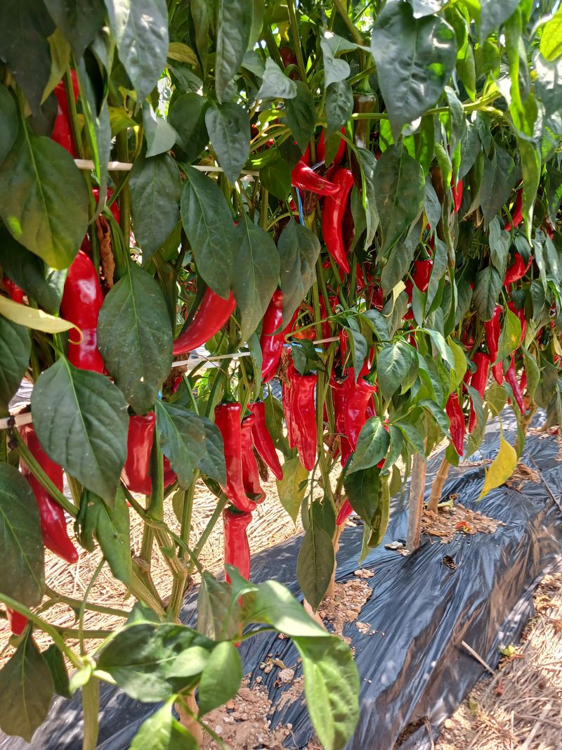 보미어르신님의 장터 판매 상품 [2023년태안해풍맞고자란반태양초햇고추가루 6키로예약받고있습니다.] 첨부 사진