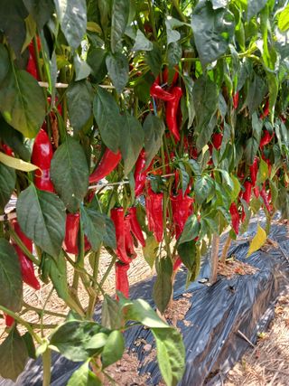 보미어르신님의 작성글 사진