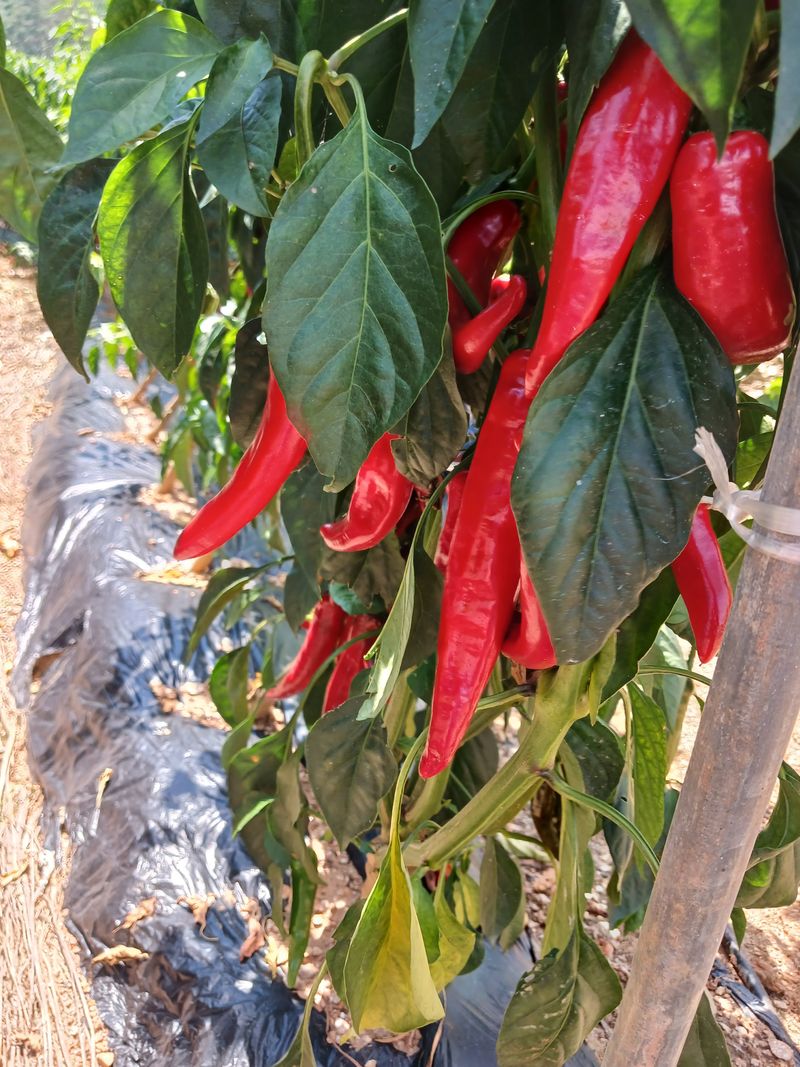 보미어르신님의 장터 판매 상품 [2023년태안해풍맞고자란반태양초햇고추가루 6키로예약받고있습니다.] 첨부 사진