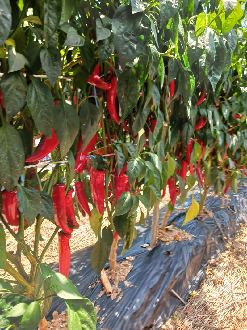 보미어르신님의 장터 판매 상품 [2023년태안해풍맞고자란반태양초햇고추가루 6키로예약받고있습니다.] 첨부 사진