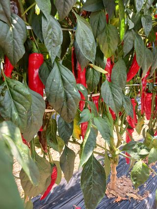 보미어르신님의 작성글 사진