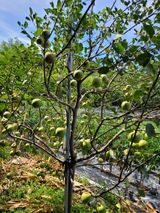 팜모닝 사과·일상 게시글 이미지