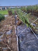 팜모닝 참깨·자유게시판 게시글 이미지