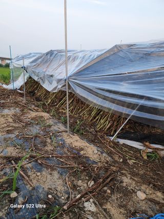 박해용(세건농장)님의 참깨 · 자유게시판 작성글 사진