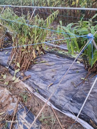 박해용(세건농장)님의 참깨 · 자유게시판 작성글 사진