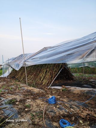 박해용(세건농장)님의 참깨 · 자유게시판 작성글 사진