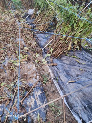 박해용(세건농장)님의 참깨 · 자유게시판 작성글 사진