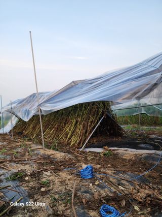 박해용(세건농장)님의 참깨 · 자유게시판 작성글 사진