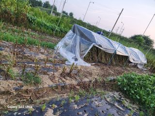 박해용(세건농장)님의 참깨 · 자유게시판 작성글 사진