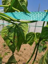 팜모닝 콩·병해충상담 게시글 이미지