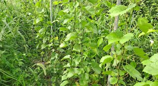 이정운님의 기타작물 · 자유게시판 작성글 사진