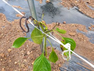 창공솔개님의 고추 · 병해충상담 작성글 사진