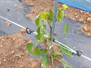 창공솔개님의 고추 · 병해충상담 작성글 사진