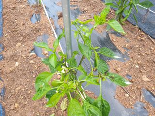 창공솔개님의 고추 · 병해충상담 작성글 사진