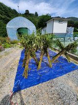 팜모닝 참깨·영농일지 게시글 이미지