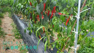 박현주님의 고추 · 수확 작성글 사진