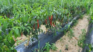 박현주님의 고추 · 수확 작성글 사진