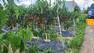 박현주님의 고추 · 수확 작성글 사진