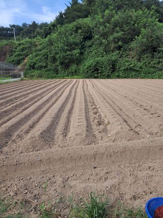 하산주님의 콩 · 자유게시판 작성글 사진