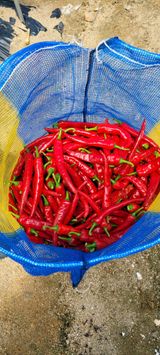 팜모닝 고추·수확 게시글 이미지