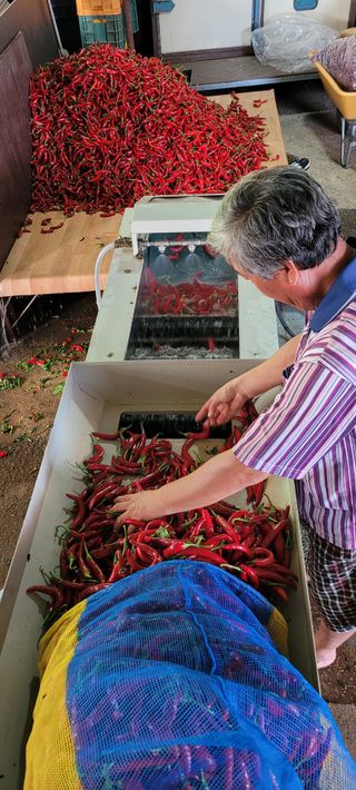 믿음농장님의 고추 · 수확 작성글 사진