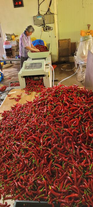 믿음농장님의 고추 · 수확 작성글 사진