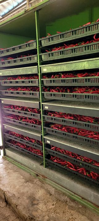 믿음농장님의 고추 · 수확 작성글 사진