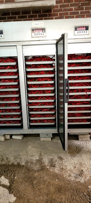 믿음농장님의 고추 · 수확 작성글 사진