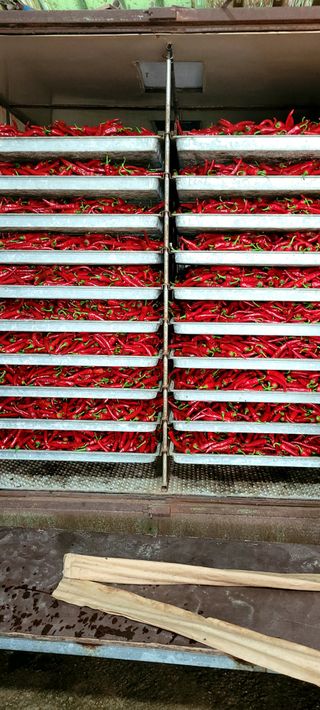 믿음농장님의 고추 · 수확 작성글 사진