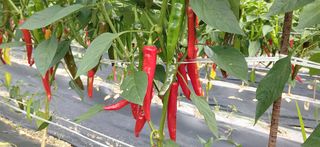 달맛햇복숭아농원님의 고추 · 수확 작성글 사진