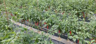 달맛햇복숭아농원님의 고추 · 수확 작성글 사진