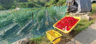 달맛햇복숭아농원님의 고추 · 수확 작성글 사진