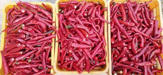 달맛햇복숭아농원님의 고추 · 수확 작성글 사진