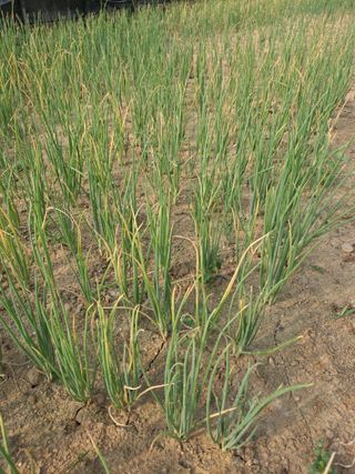 김순국님의 파 · 병해충상담 작성글 사진