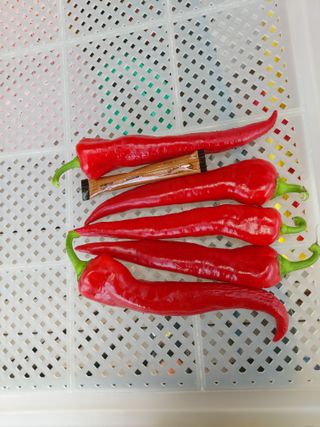 눈탱이 (금산 )님의 고추 · 수확 작성글 사진