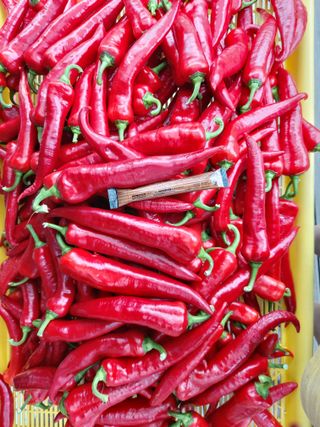 눈탱이 (금산 )님의 고추 · 수확 작성글 사진