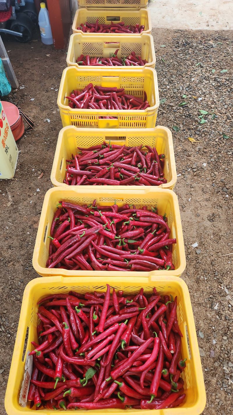 장터 상품 [23년 노지 햇건고추 예약 판매 합니다.] 썸네일