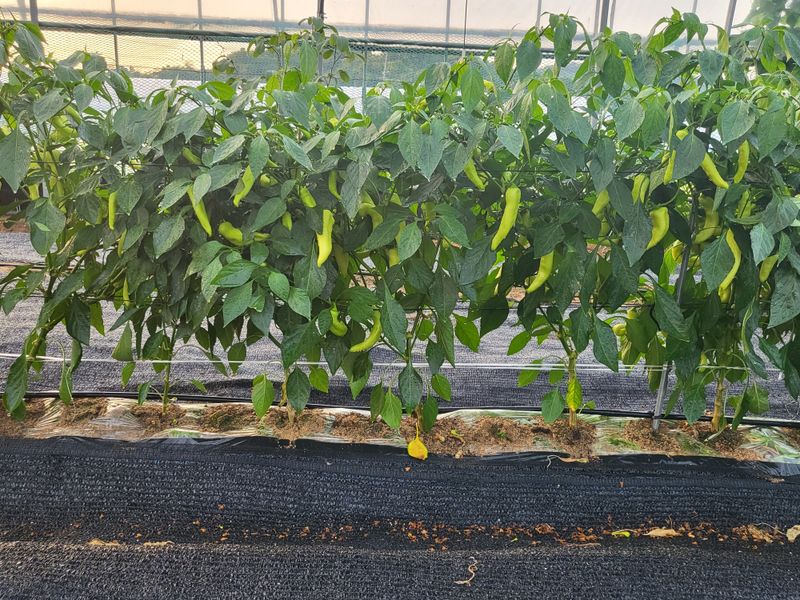 장터 상품 [당조고추10kg] 썸네일