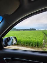 팜모닝 벼·영농일지 게시글 이미지