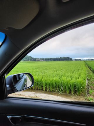 이상남님의 벼 · 영농일지 작성글 사진
