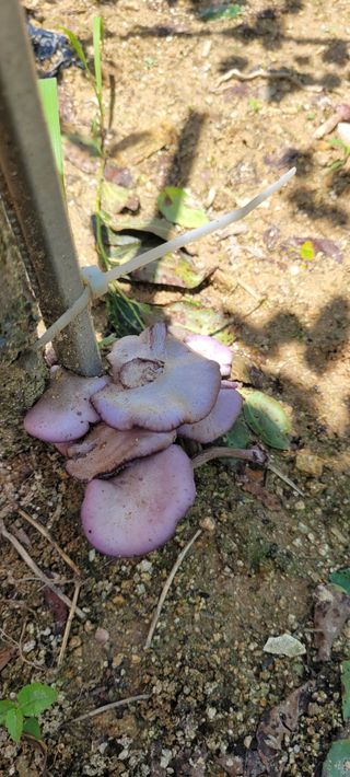 서봉열님의 자유주제 · 자유게시판 작성글 사진