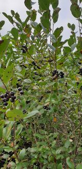 팜모닝 기타작물·영농일지 게시글 이미지