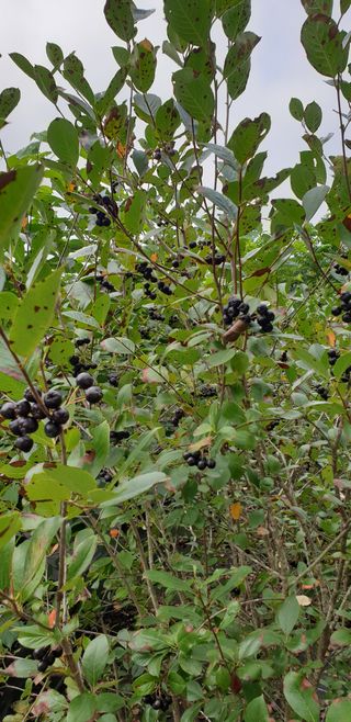 윤상국님의 기타작물 · 영농일지 작성글 사진