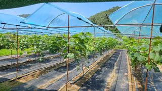 포도bk님의 고추 · 영농일지 작성글 사진