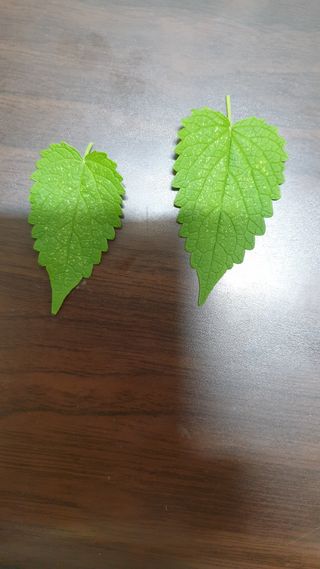 정경아님의 기타작물 · 병해충상담 작성글 사진