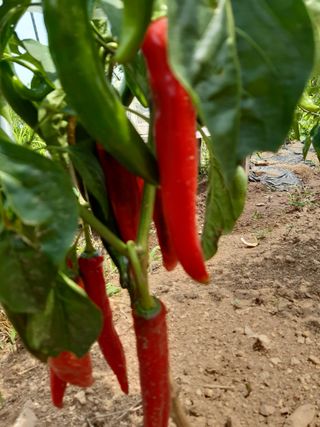 김종주님의 농기계정보 · 자유게시판 작성글 사진