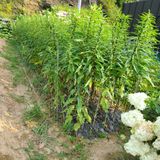 팜모닝 사과·영농일지 게시글 이미지