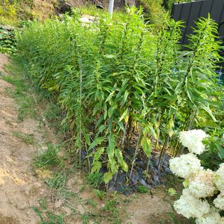 도솔님의 사과 · 영농일지 작성글 사진